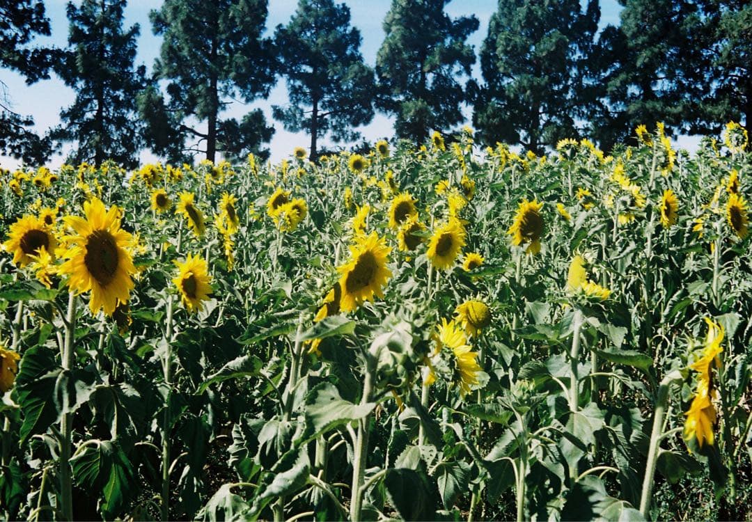 ローライ ROLLEI B35 【撮影可】【ジャンク】【作品アリ】