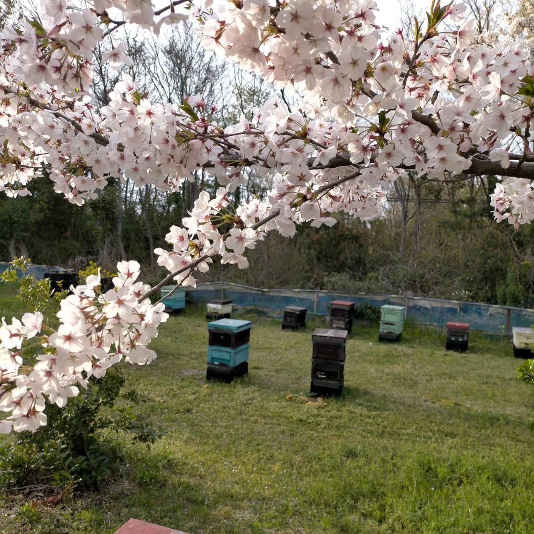 はちみつ 600g×3瓶 蜂蜜 ハチミツ 国産