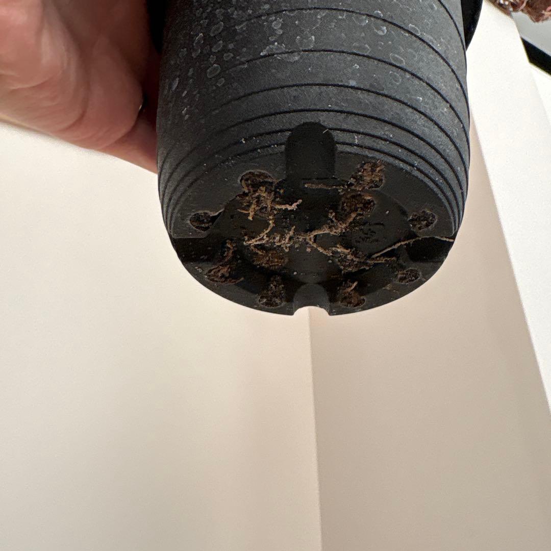 ［最終お値下げ］グラキリス　現地球　発根済み