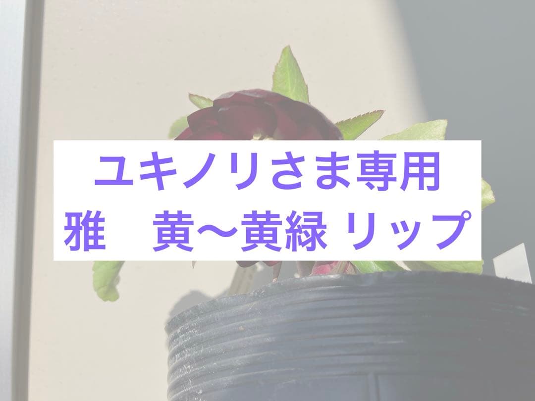 ユキノリ クリスマスローズ wa26-1