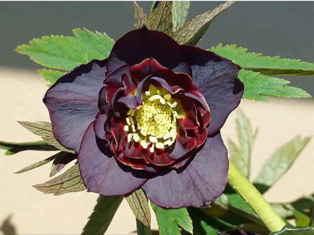 ユキノリ クリスマスローズ wa26-1