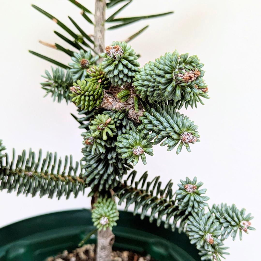 abies pinsapo　もみの木　スペインモミ　苗　矮性