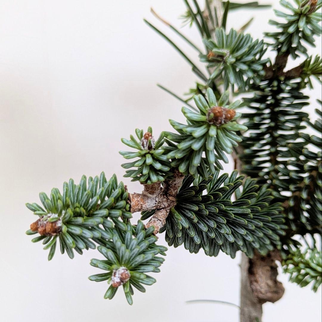 abies pinsapo　もみの木　スペインモミ　苗　矮性