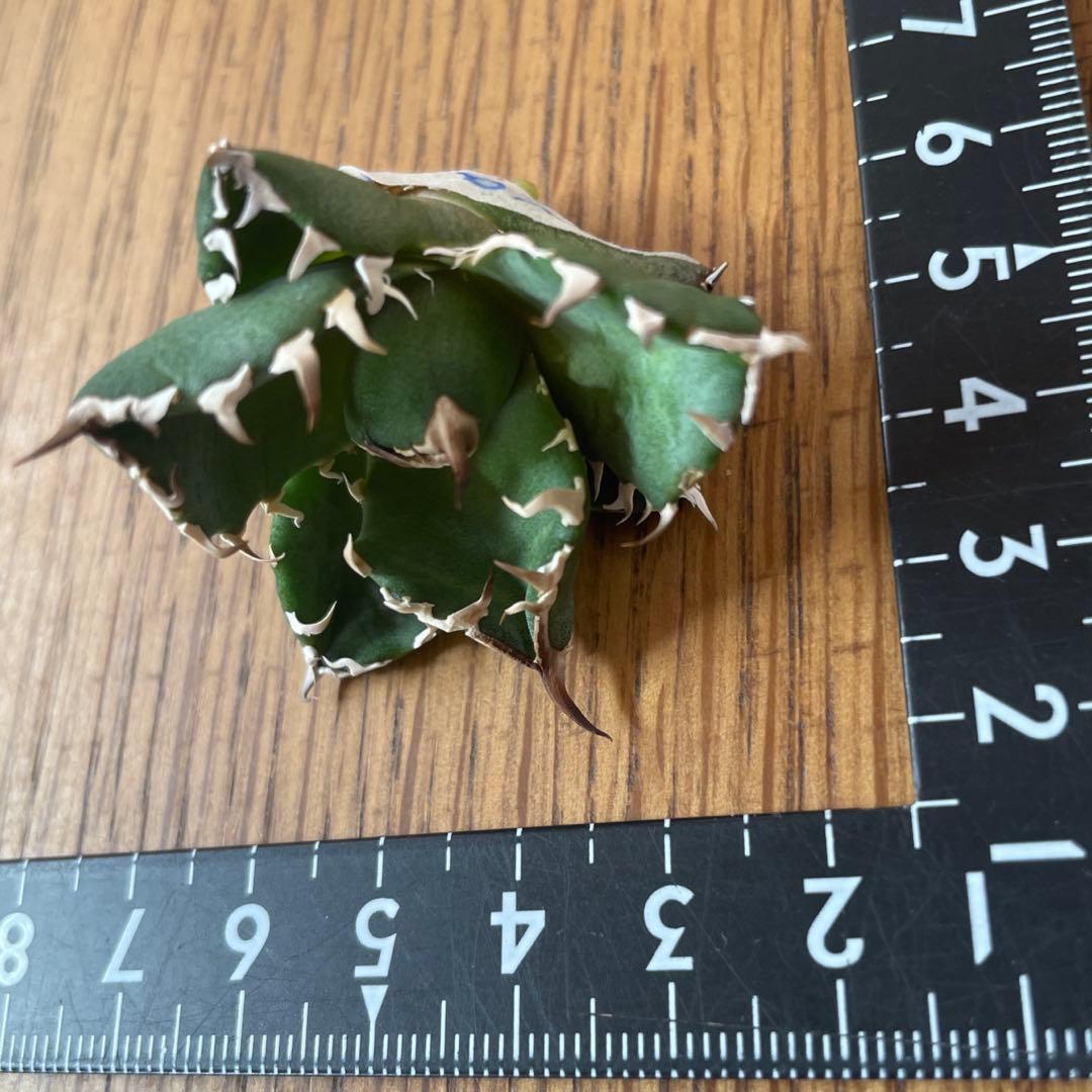 【REZA産】イラン株　選抜　アガベ　　NOVA ノヴァ　天芽　12月便