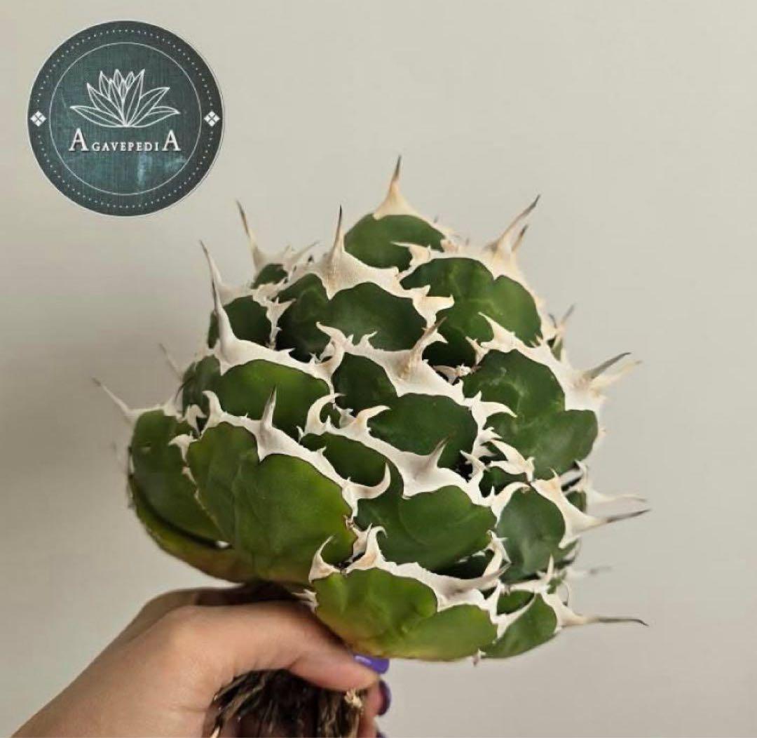 【REZA産】イラン株　選抜　アガベ　　NOVA ノヴァ　天芽　12月便