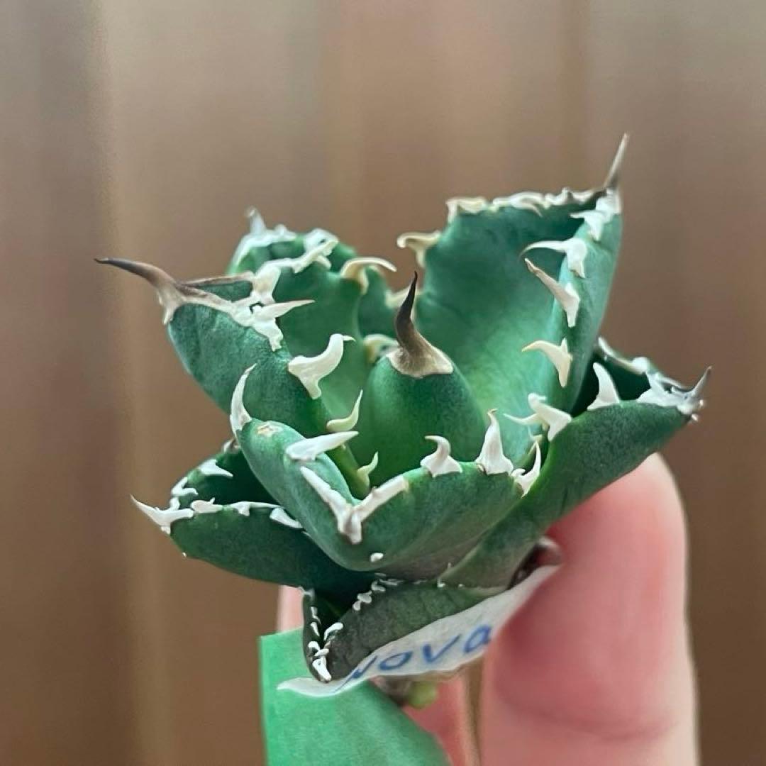 【REZA産】イラン株　選抜　アガベ　　NOVA ノヴァ　天芽　12月便