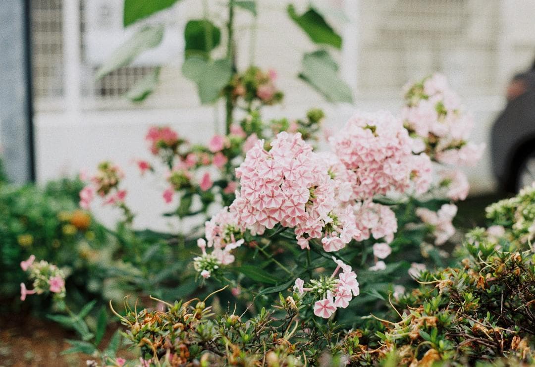 超レア 美品 完動品 Minolta SR-1 SR METER（露出計） 付き