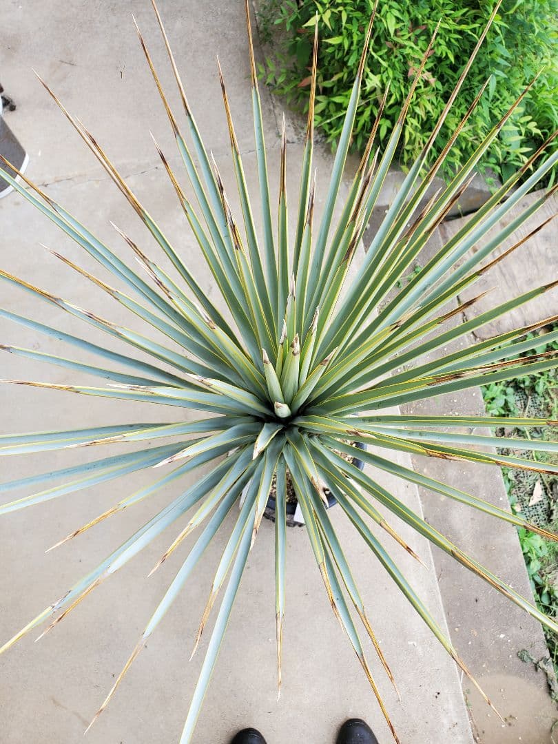 ユッカ　マルデヌベス　ver.リギダ②