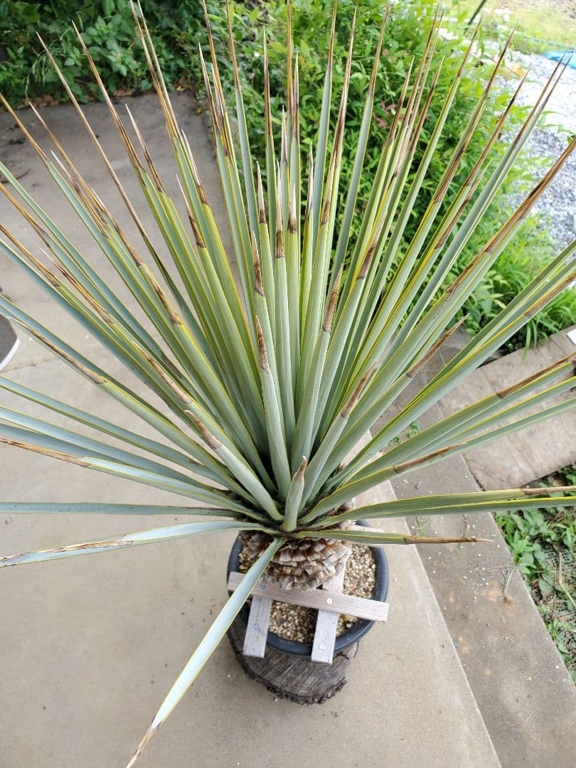 ユッカ　マルデヌベス　ver.リギダ②