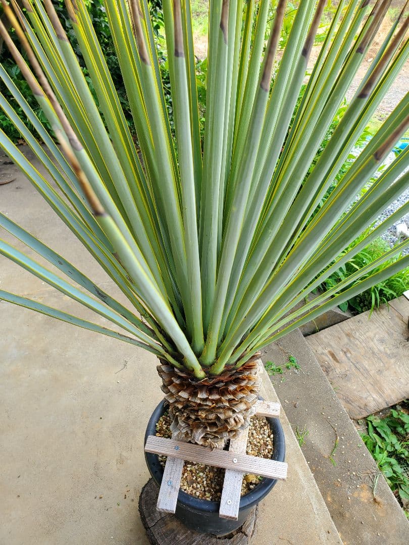 ユッカ　マルデヌベス　ver.リギダ②