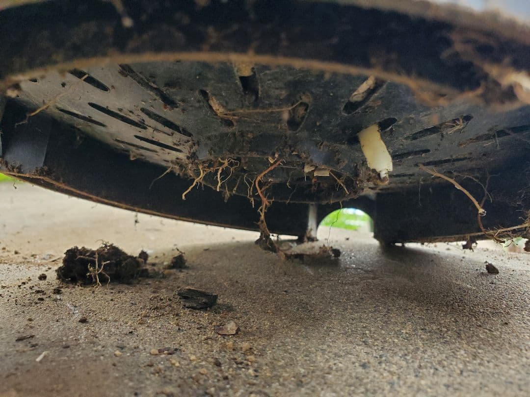 ユッカ　マルデヌベス　ver.リギダ②