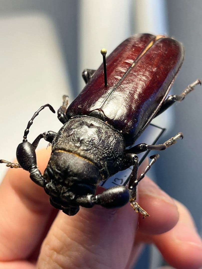【一属一種】Bolbotritus bainesiウスバカミキリ 昆虫標本