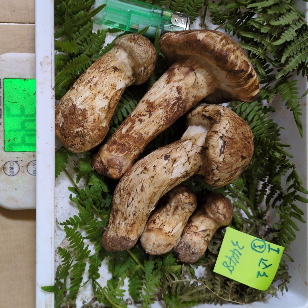 20日最終日 和歌山松茸 新鮮朝市　込み込み　344㌘