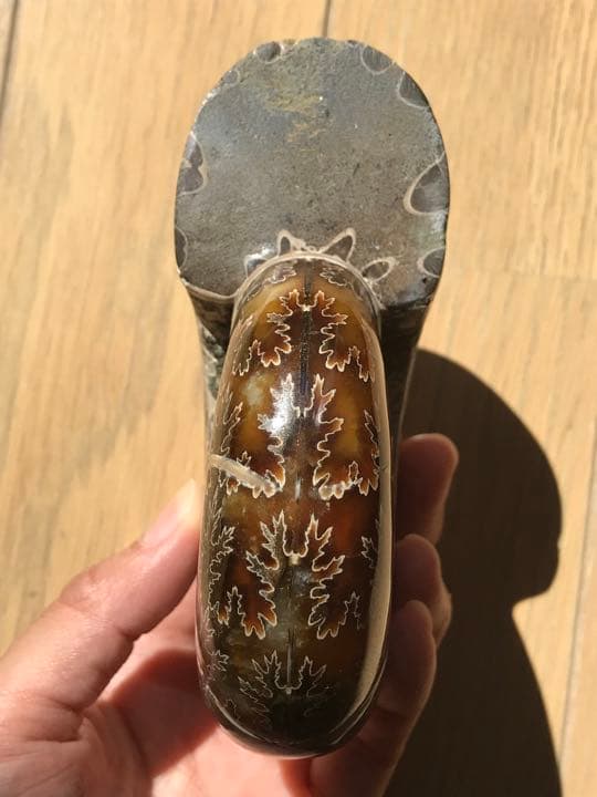 マダガスカル産　縫合線の浮き出るアンモナイト化石（プゾシア）大サイズ　稀少