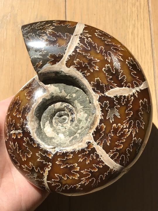 マダガスカル産　縫合線の浮き出るアンモナイト化石（プゾシア）大サイズ　稀少