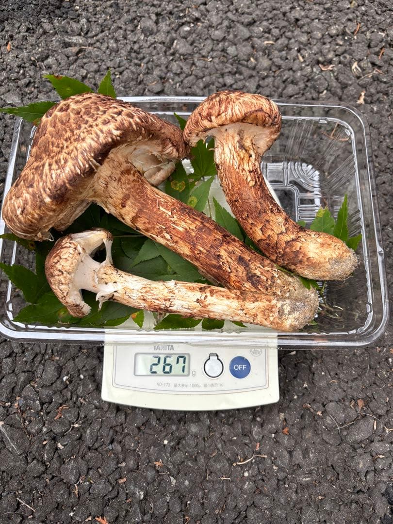 【お値打ち限定1点】岩手雫石町産 天然 多少の開き、香り良い松茸 3本 267g
