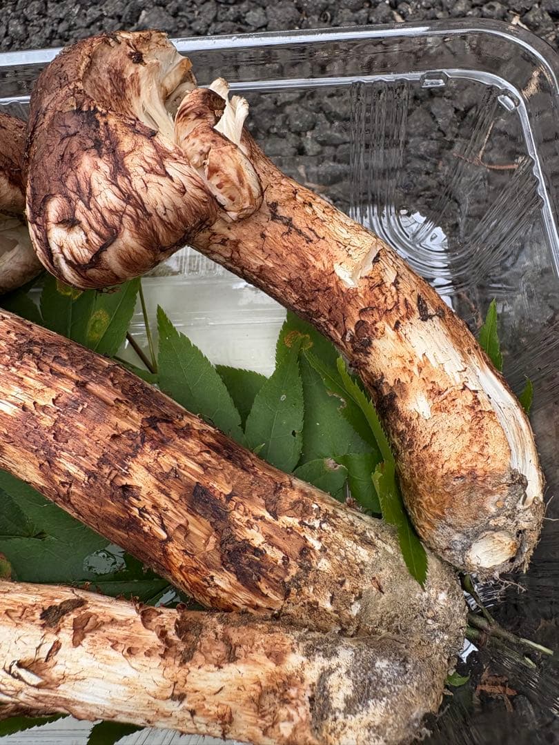 【お値打ち限定1点】岩手雫石町産 天然 多少の開き、香り良い松茸 3本 267g