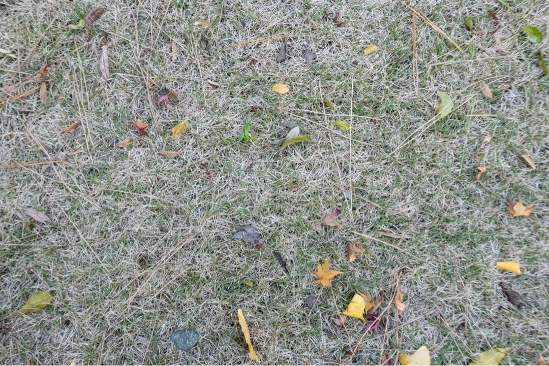 ジャンク　Canon RF35mm F1.8 MACRO IS STM