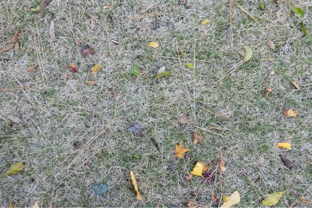 ジャンク　Canon RF35mm F1.8 MACRO IS STM