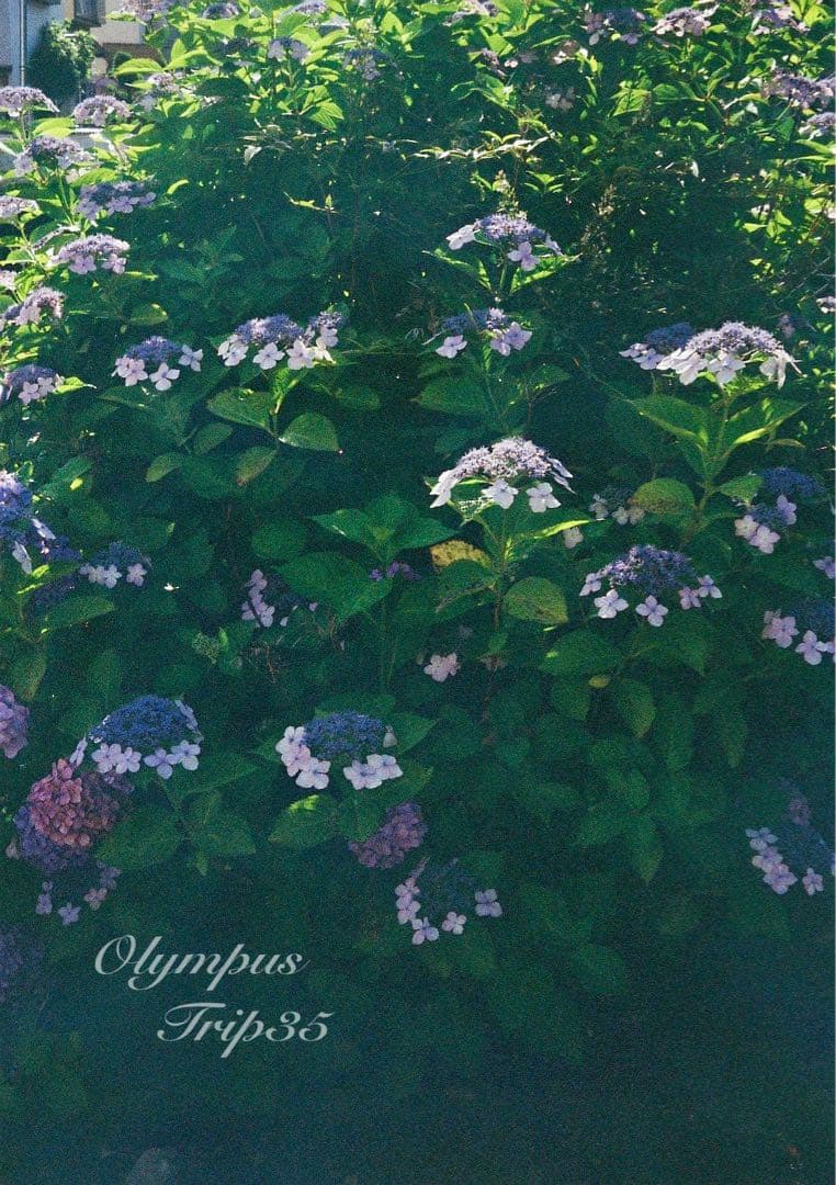 オリンパス trip35 ブラック★作例多数★完動品・美品・整備品