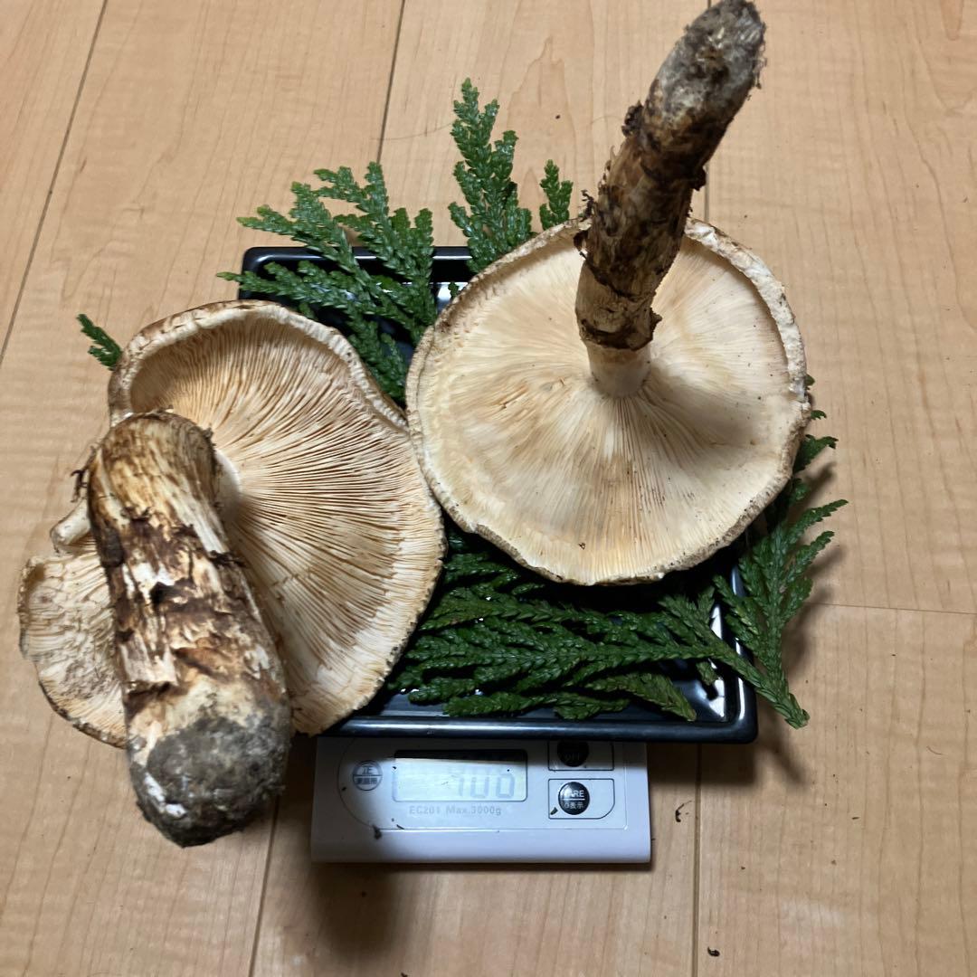 北海道産❗️天然松茸❗️630g‼️