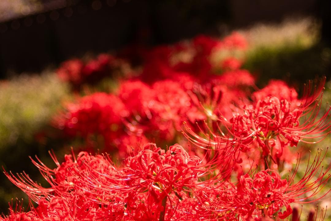 【黒死病対策】ペンタックス PENTAX K-S2 綺麗なホワイト