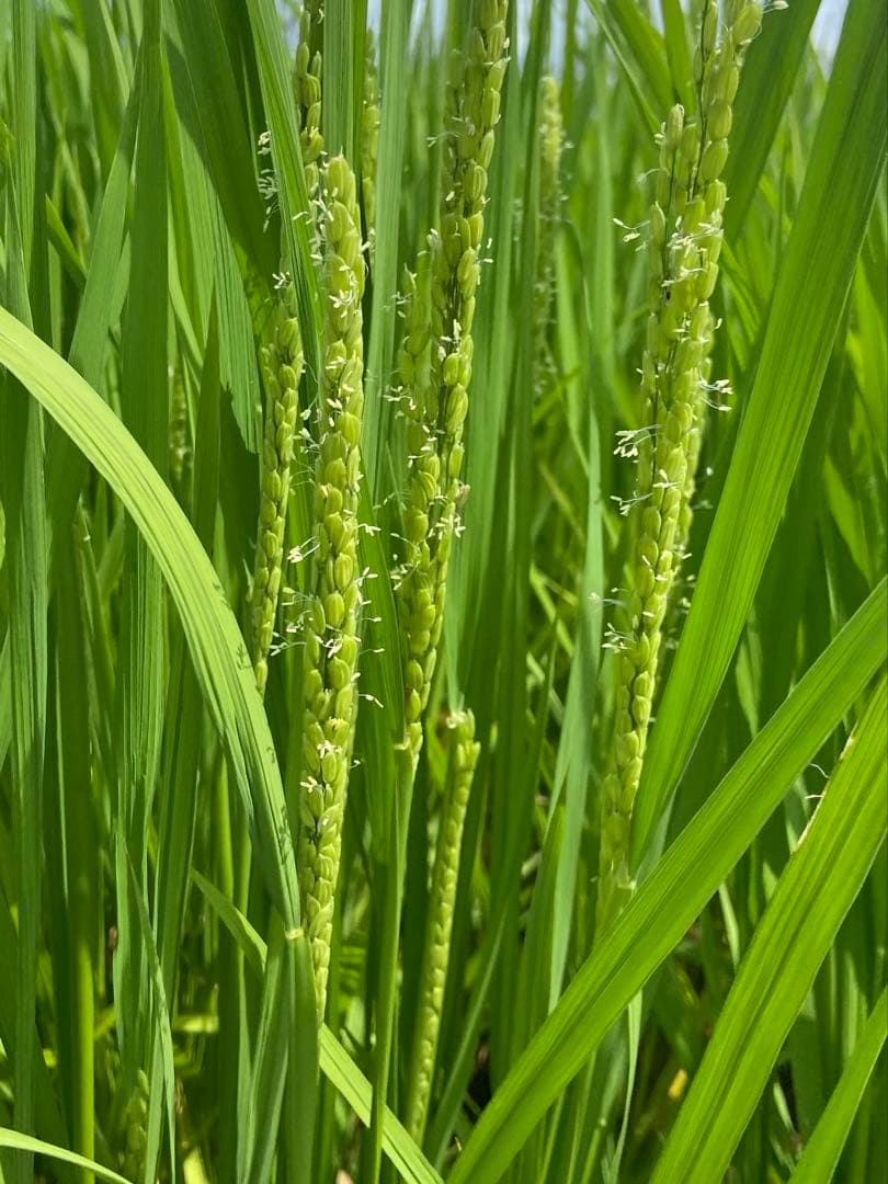 Natural farming自然栽培玄米 シュタイナー教育 腸脳相関 食養生