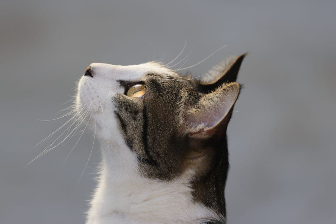 Canon EF400mm F4 DO IS USM 超望遠レンズ