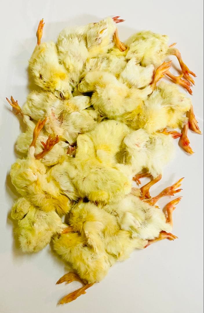 【リピート購入で＋10羽】 送料無料 国産 新鮮安全 冷凍ひよこ 600羽