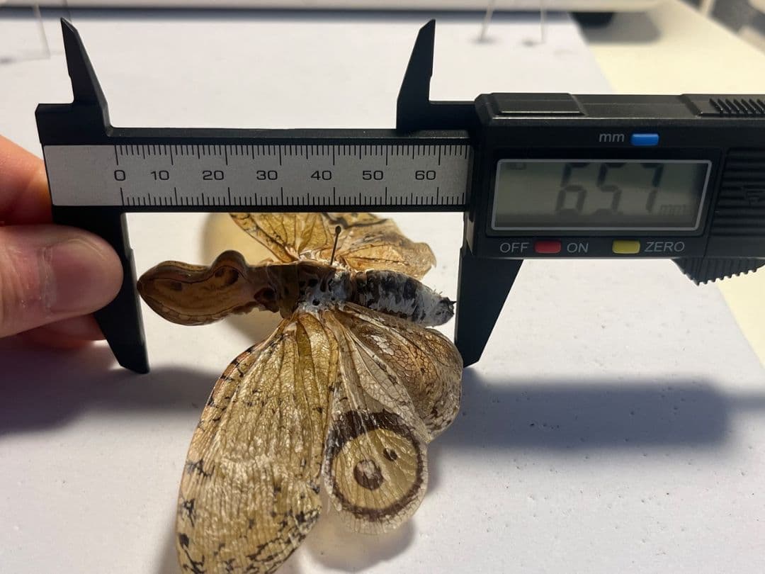 【65mm】オオテングビワハゴロモ 外国産蝶標本 標本 蝶 蛾 ヤママユ