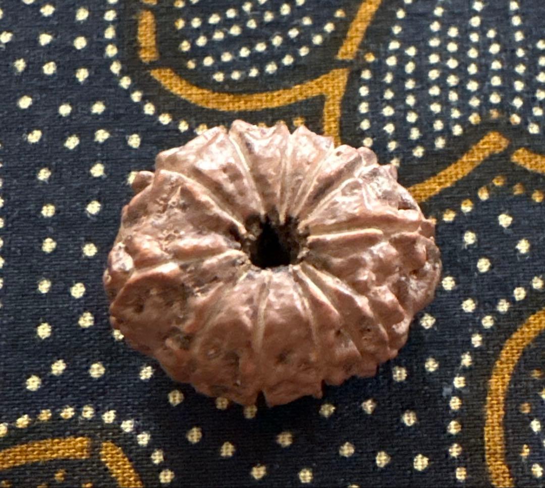 Kana　トップガウリシャンカール14ムキマーラー