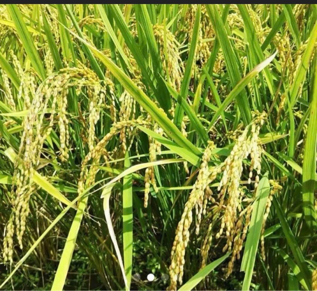 令和7年新米大分県産コシヒカリ玄米28㎏キロ　資材重量込みお米30㎏キロ以内発送