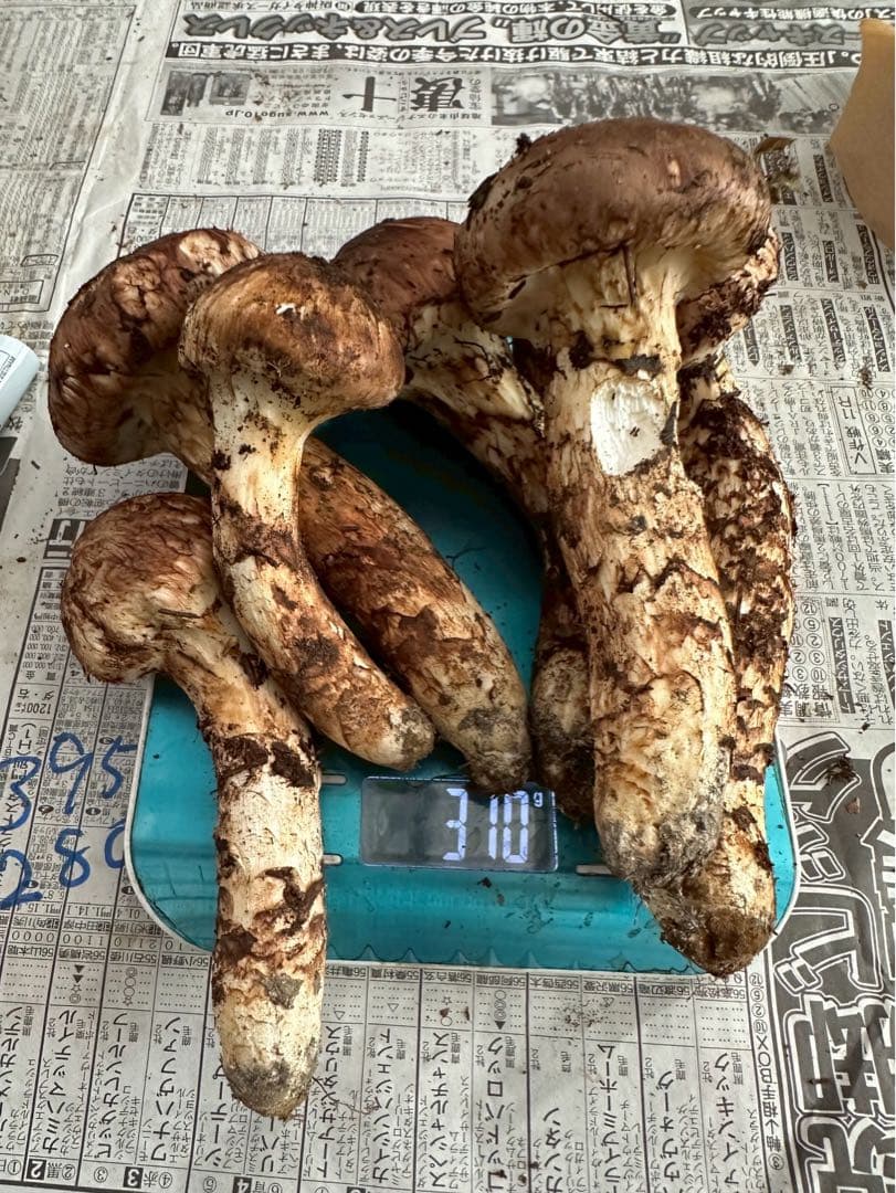 D.岩手県下閉伊郡産松茸 10/13収穫300g