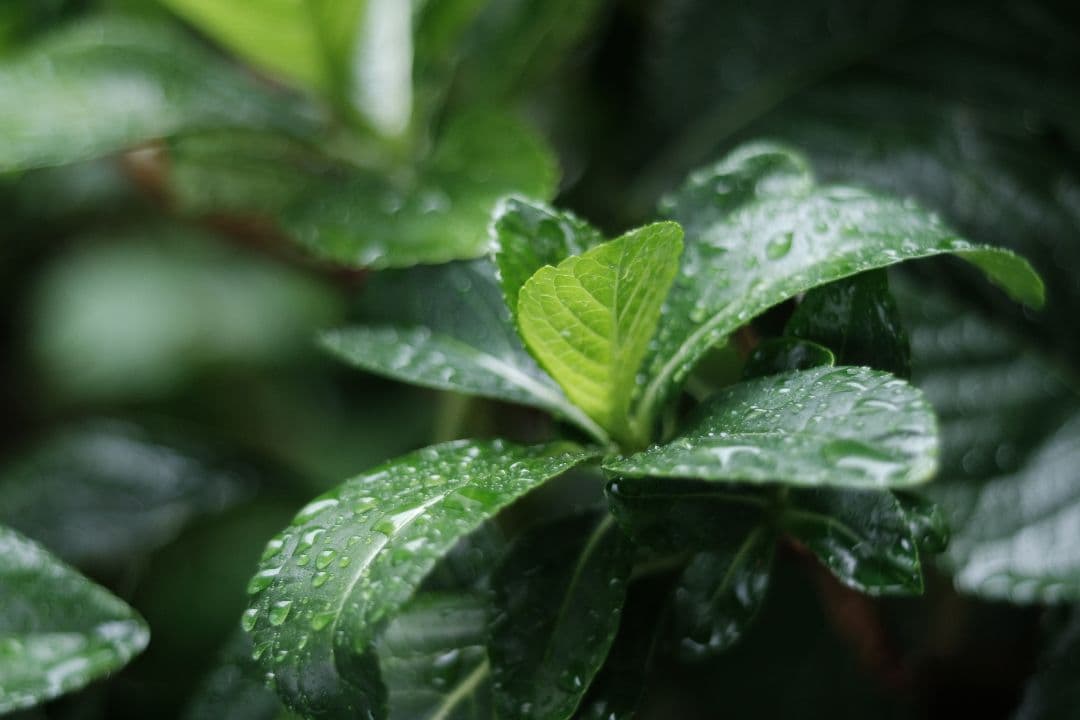 Kern Aarau Switar 50mm f1.8 フード マウントアダプタ