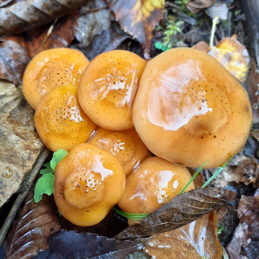 秋田県産 天然きのこ 10種類 MIX 塩漬け