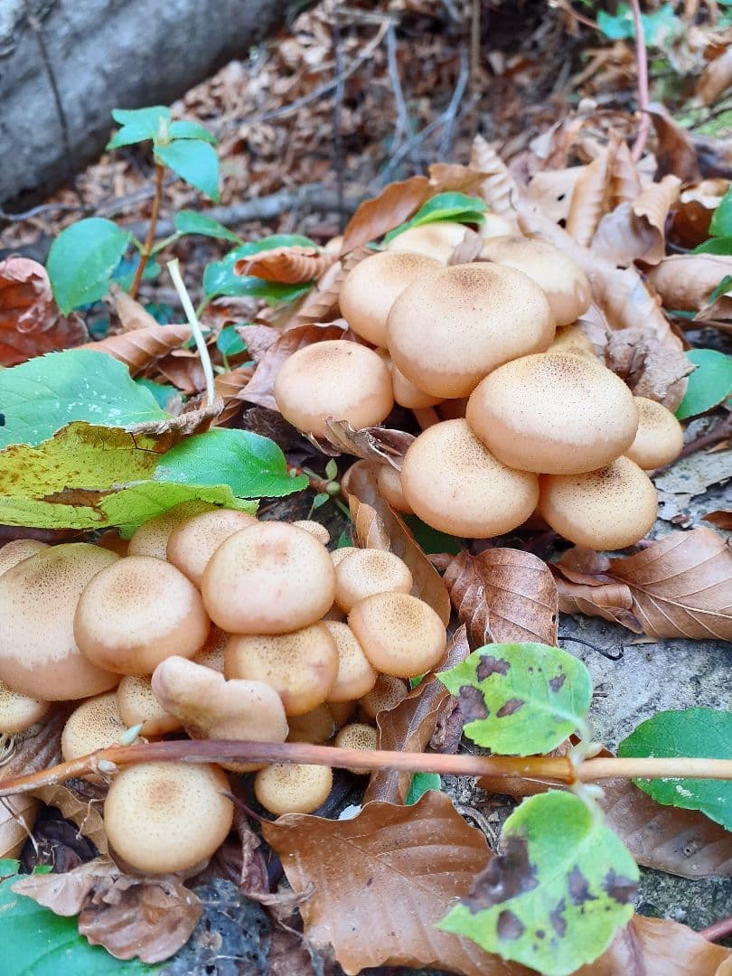 秋田県産 天然きのこ 10種類 MIX 塩漬け