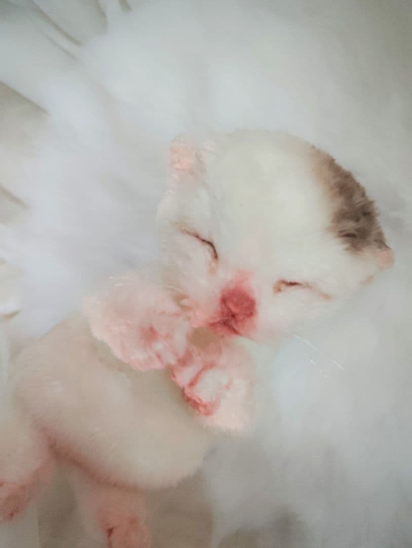 生後１日❤生まれたての子猫ちゃん♡バスケットとクマたん♡アートドール♡ぬいぐるみ