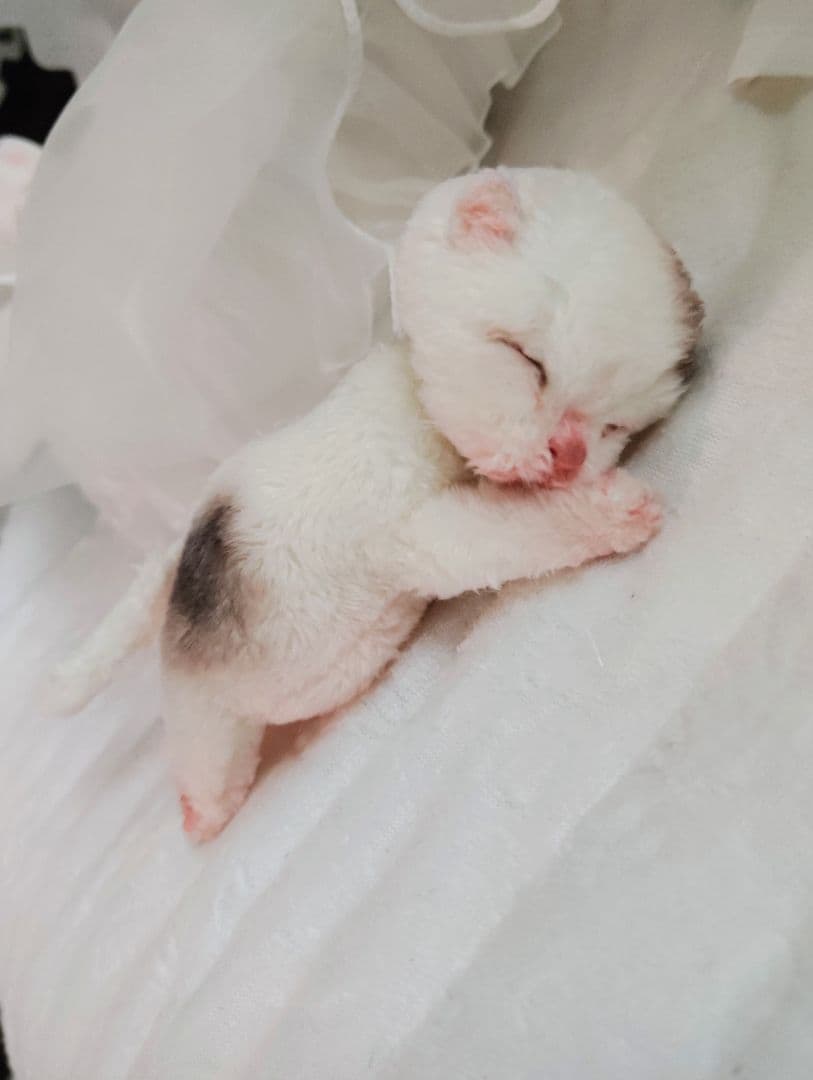 生後１日❤生まれたての子猫ちゃん♡バスケットとクマたん♡アートドール♡ぬいぐるみ