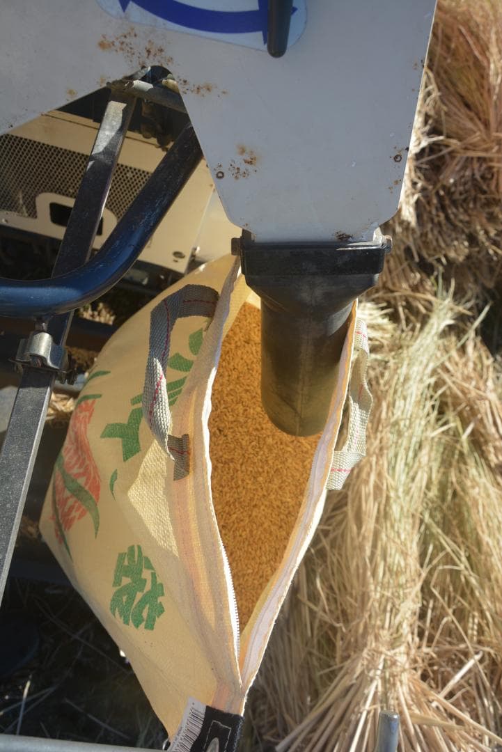 2025年朝日米10kg白米　たけ爺ブランド米 栽培期間中無化学肥料・無農薬栽培