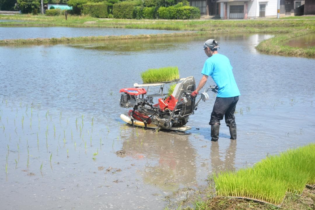 2025年朝日米10kg白米　たけ爺ブランド米 栽培期間中無化学肥料・無農薬栽培