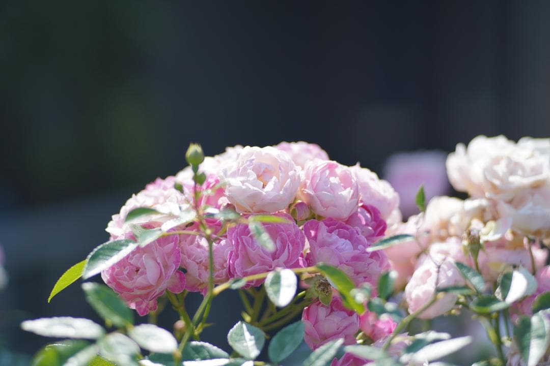 フィルムカメラ LEICA ELMARIT-R 135mm F2.8 2CAM