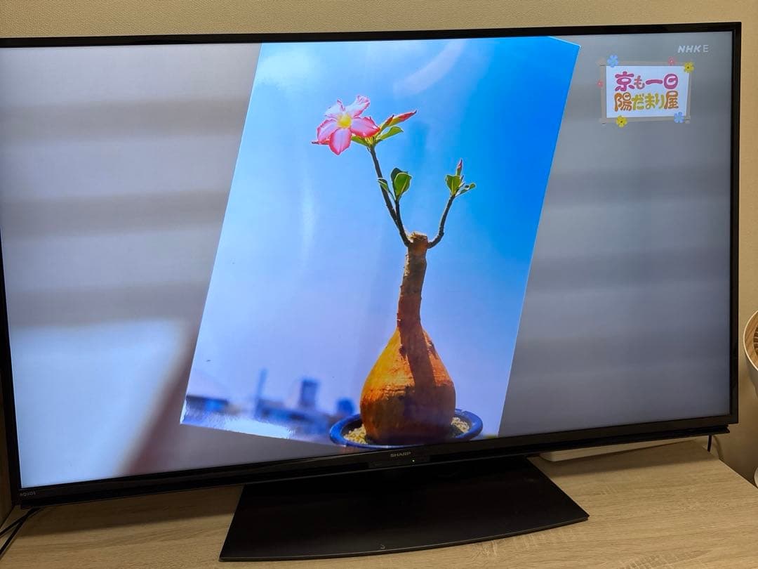 KT 【美品】SHARP 50インチ 液晶テレビ 4T-C50BL1
