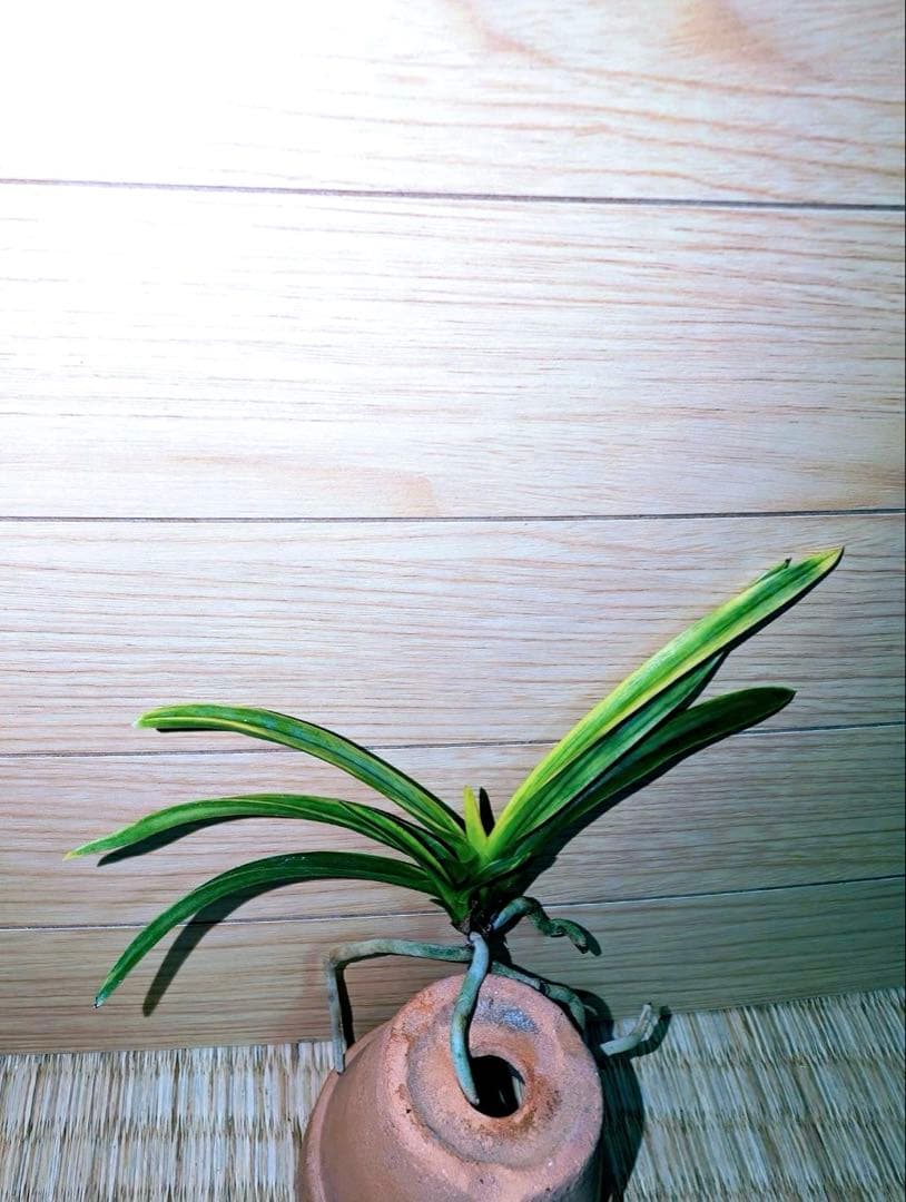 富貴蘭「李白」リピーターさんリクエスト品