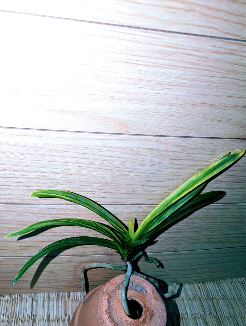 富貴蘭「李白」リピーターさんリクエスト品