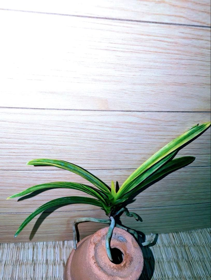 富貴蘭「李白」リピーターさんリクエスト品