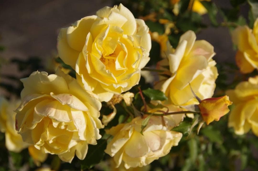 【ファンタさん専用】PENTAX-DA 18-135mm F3.5-5.6 ED