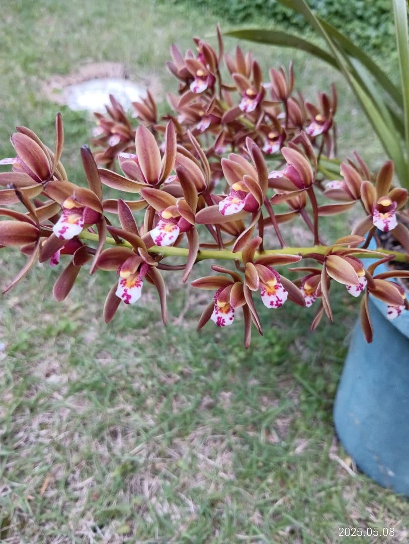 ニホンミツバチの百花蜜　天然ハチミツ　1150グラム　2本セット