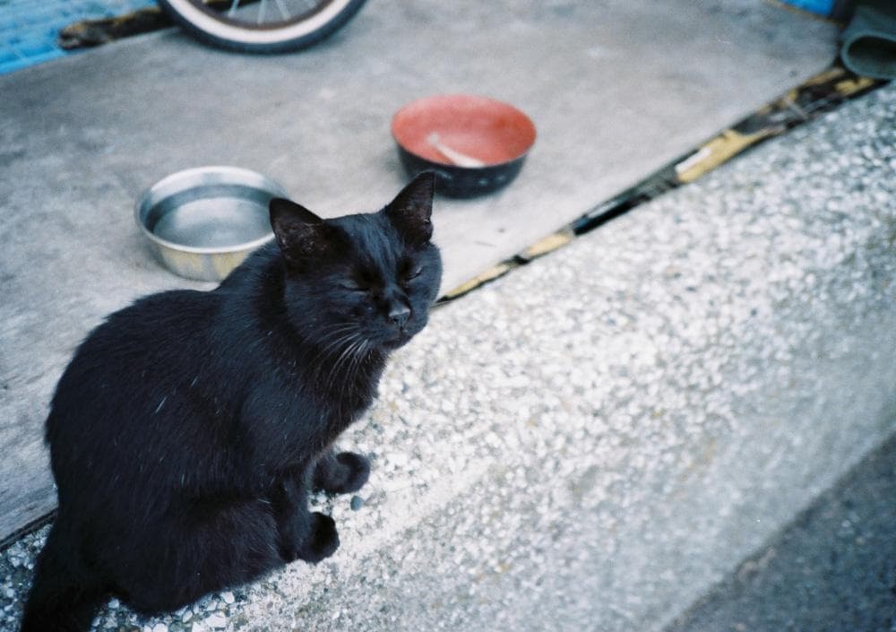 【実写確認済/完動品】Olympus XA2