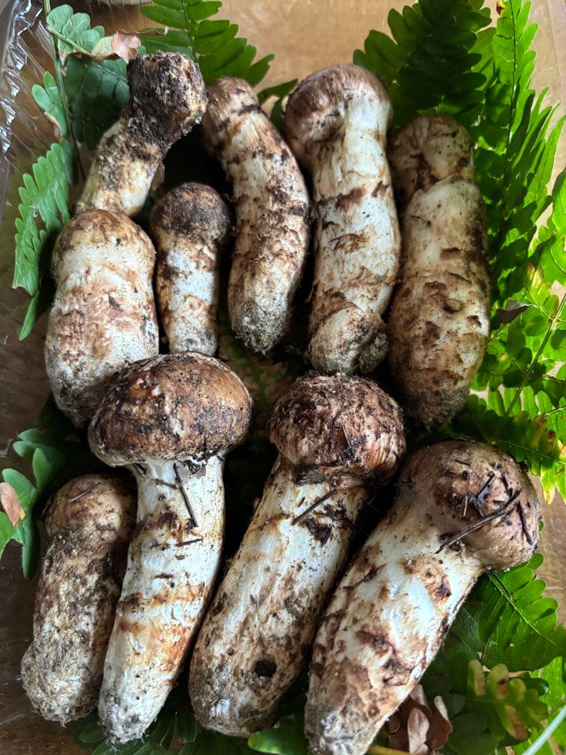 長野県　南信州産　松茸