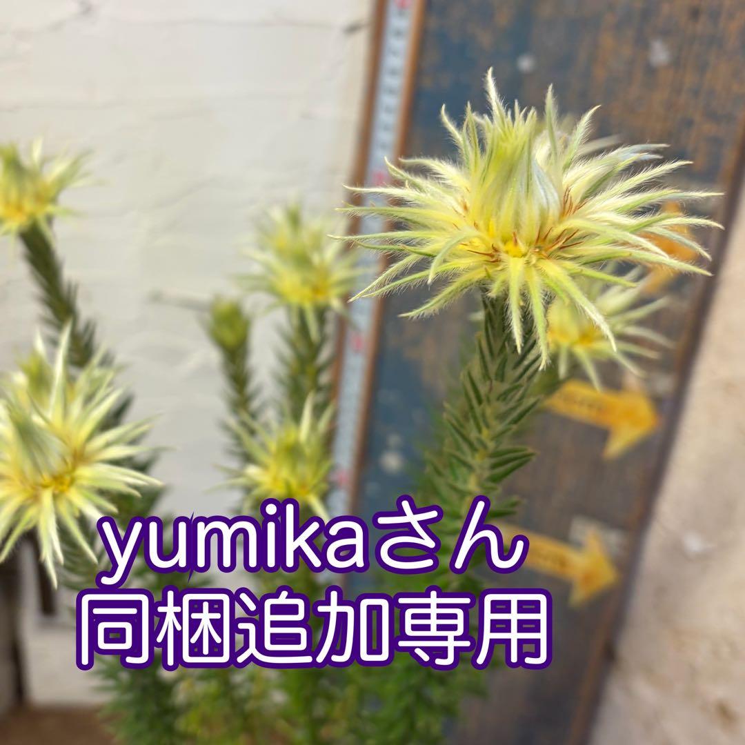 【専用商品】　フィリカ　プベッセンス　5寸2鉢